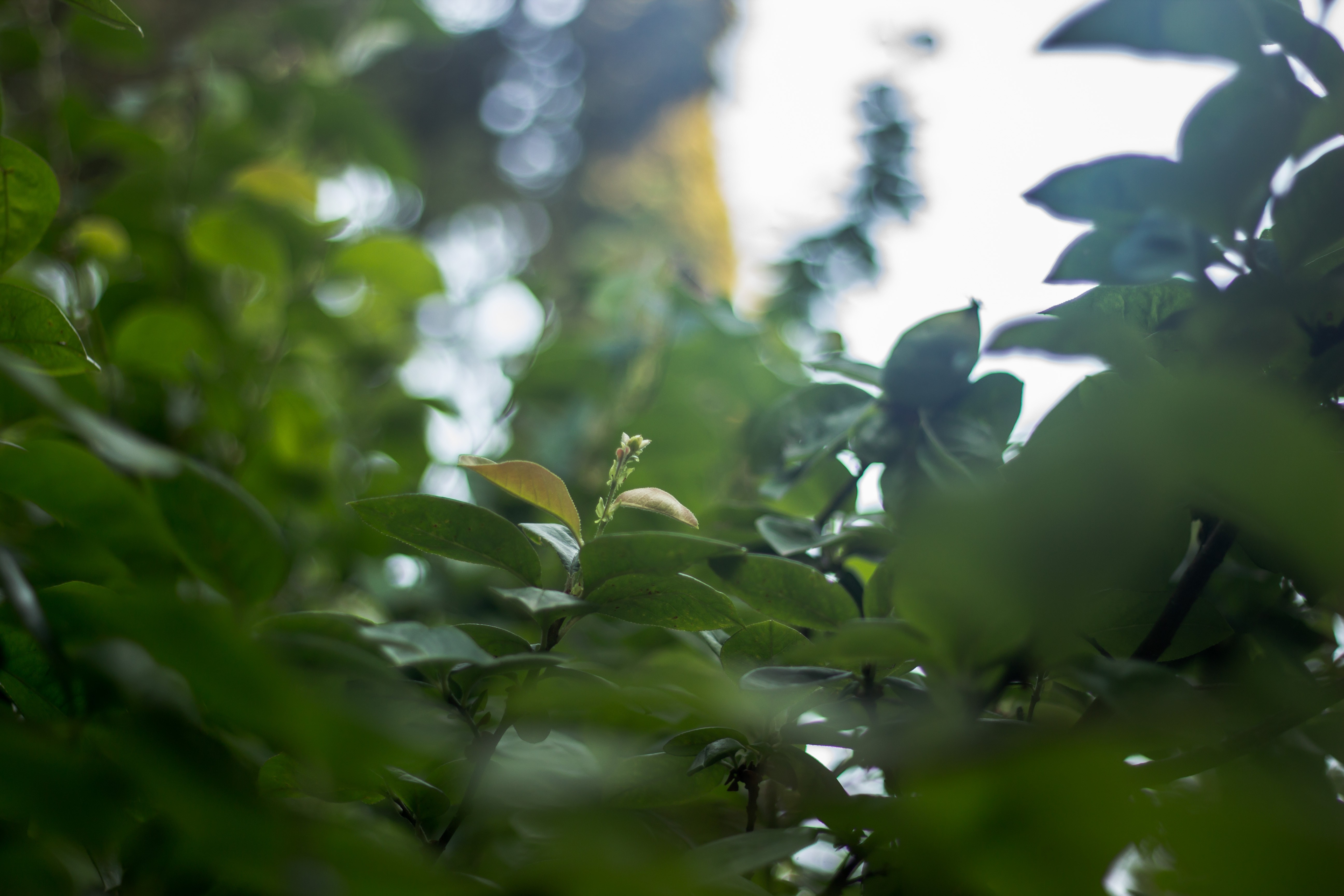 plants, Leaves Wallpaper