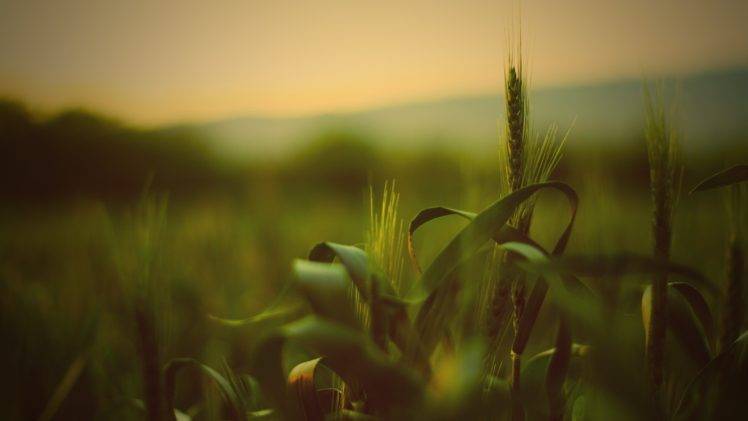 depth of field, Grass, Wheat, Spikelets HD Wallpaper Desktop Background