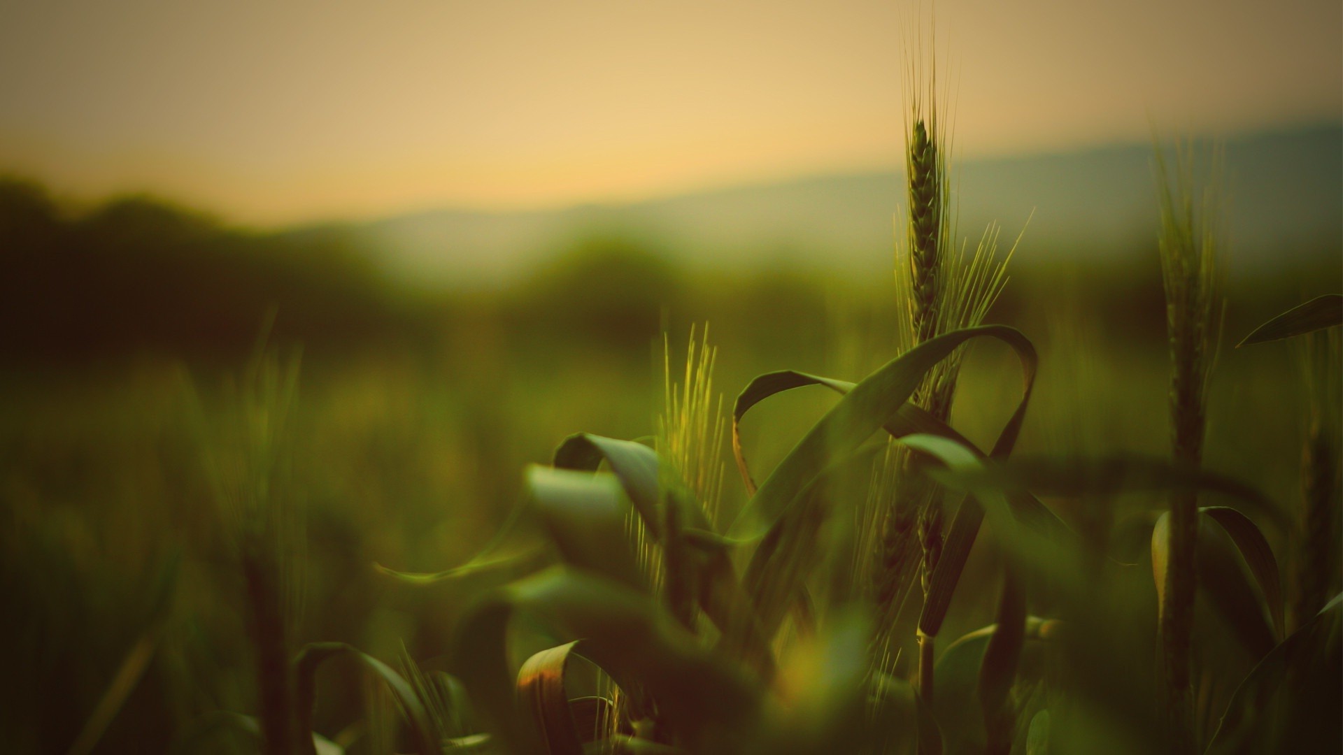 depth of field, Grass, Wheat, Spikelets Wallpaper
