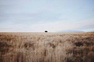 wheat, Buffalo, Sky