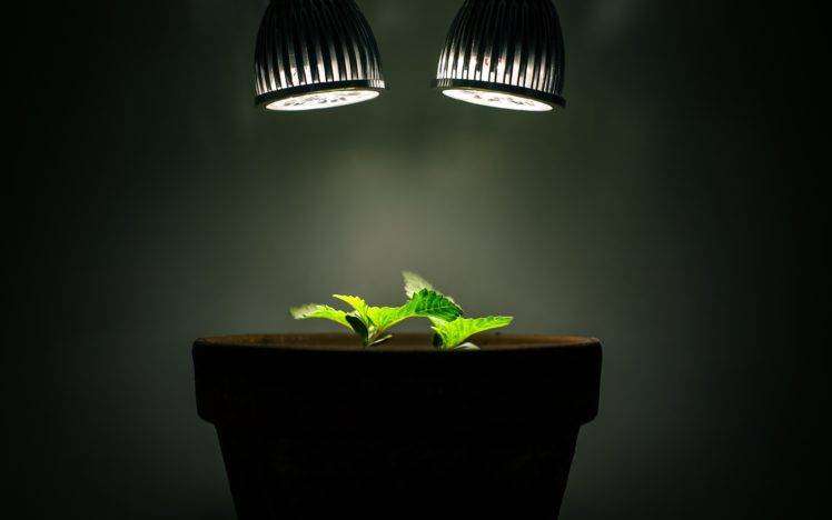 plants, Lights, Leaves HD Wallpaper Desktop Background
