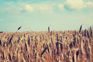wheat, Sky