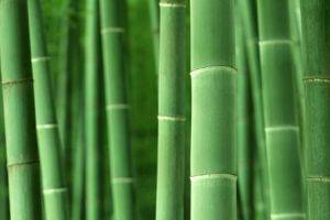 macro, Bamboo, Plants, Nature, Green