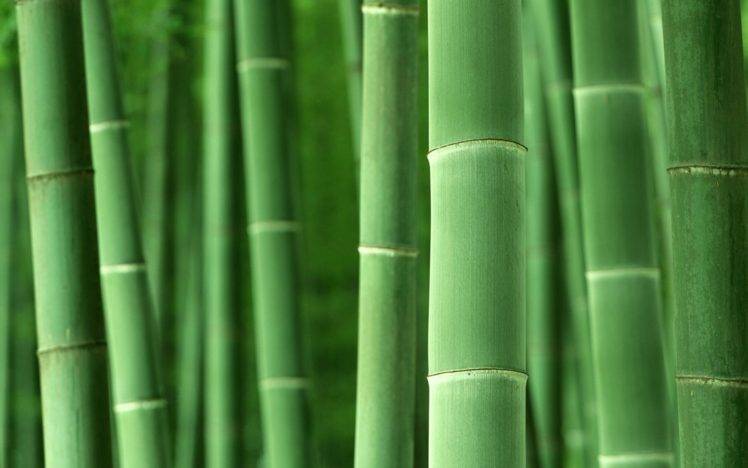 macro, Bamboo, Plants, Nature, Green HD Wallpaper Desktop Background