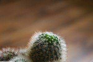macro, Simple background, Minimalism, Cactus, Plants, Depth of field