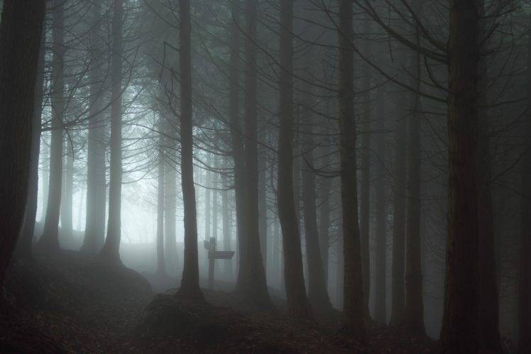 forest, Mist, Spooky HD Wallpaper Desktop Background