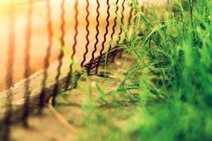 daylight, Grass, Sunlight, Fence, Photography, Leaves, Blurred, Depth of field