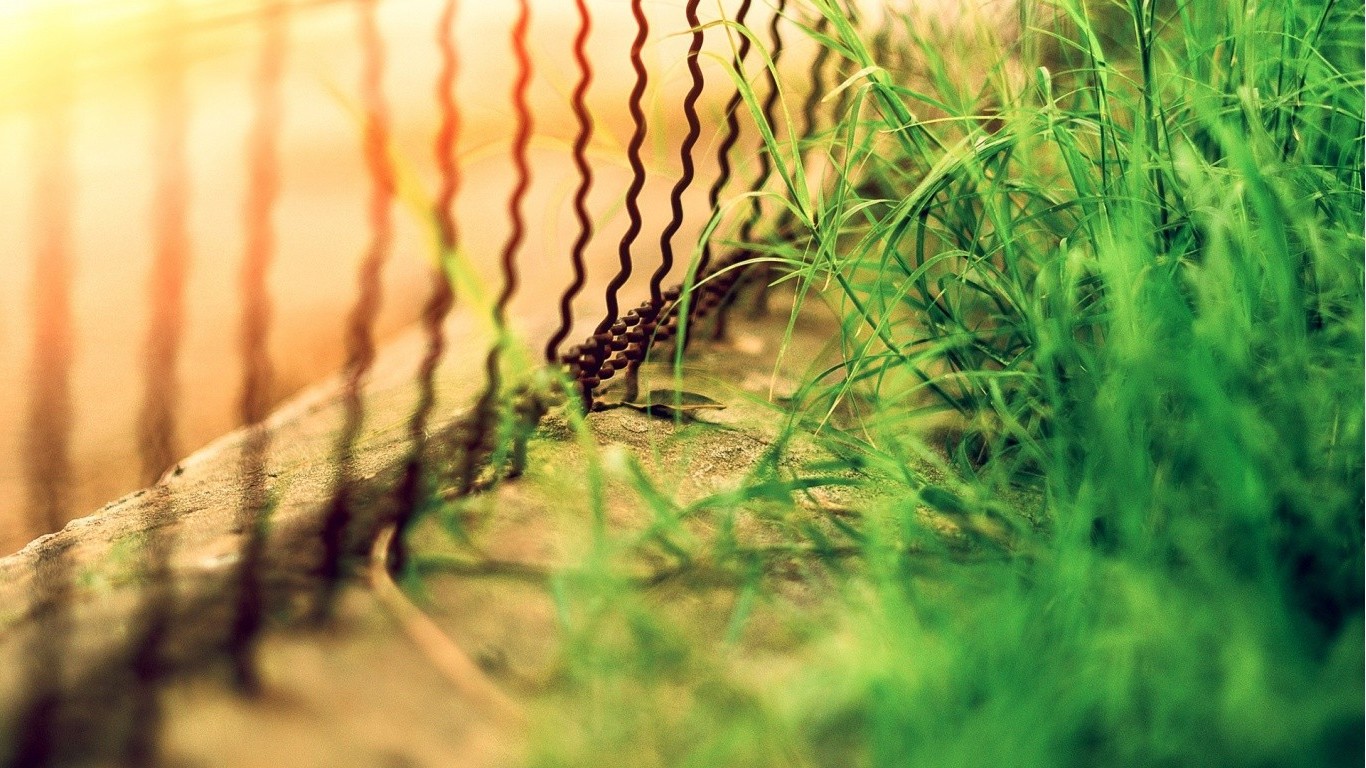 daylight, Grass, Sunlight, Fence, Photography, Leaves, Blurred, Depth of field Wallpaper