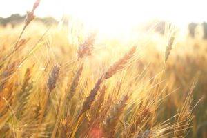 wheat, Sunlight, Plants
