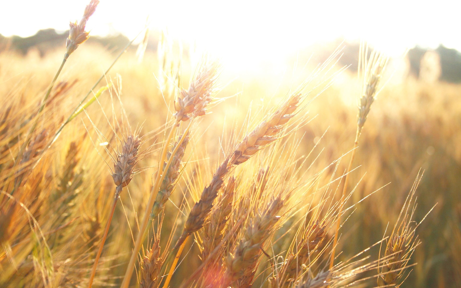 wheat, Sunlight, Plants Wallpaper