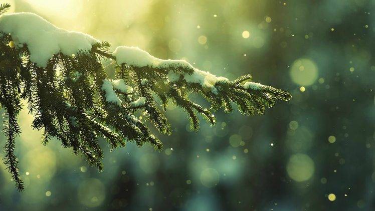snow, Snow flakes, Winter, Depth of field, Trees HD Wallpaper Desktop Background