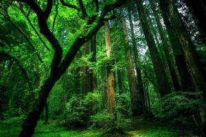 forest, Trees, Green, Moss, Old
