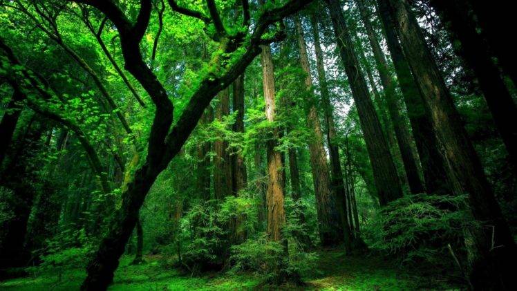 forest, Trees, Green, Moss, Old HD Wallpaper Desktop Background