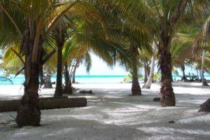 beach, Palm trees