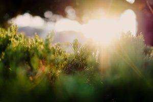 photography, Sun rays, Grass, Plants