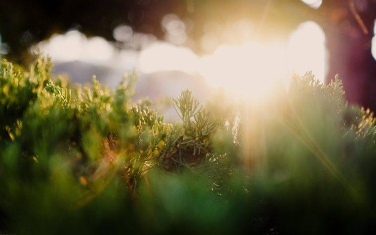 photography, Sun rays, Grass, Plants HD Wallpaper Desktop Background