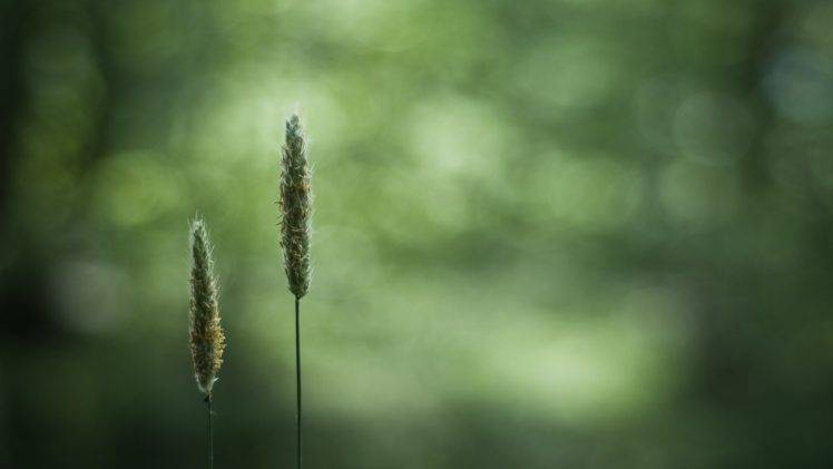 macro, Green, Closeup, Blurred, Bokeh, Plants HD Wallpaper Desktop Background