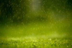 green, Grass, Rain