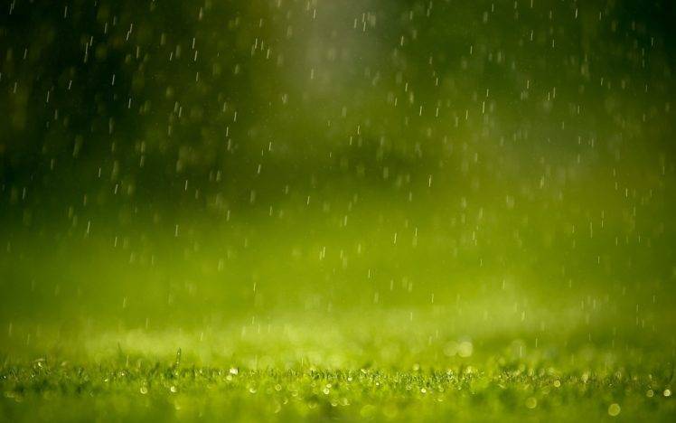 green, Grass, Rain HD Wallpaper Desktop Background