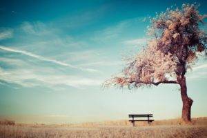 alone, Trees, Bench, Sky, Ground