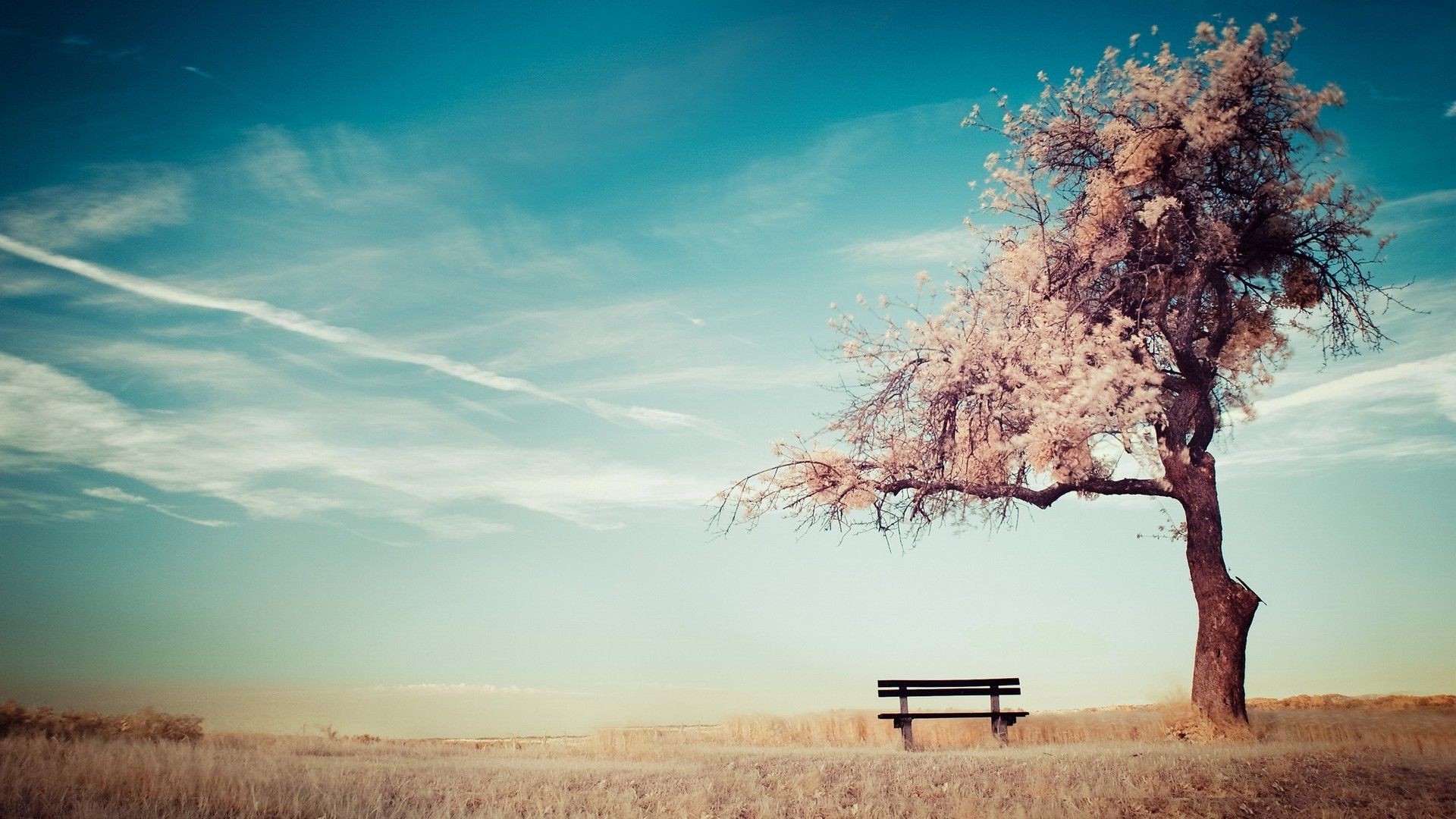 alone, Trees, Bench, Sky, Ground Wallpaper