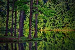 nature, Landscape, Summer, Trees, Forest, Lake, Reflection, Spruce, Wood, Plants