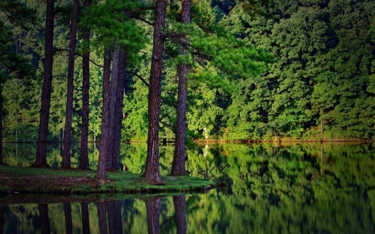 nature, Landscape, Summer, Trees, Forest, Lake, Reflection, Spruce, Wood, Plants HD Wallpaper Desktop Background