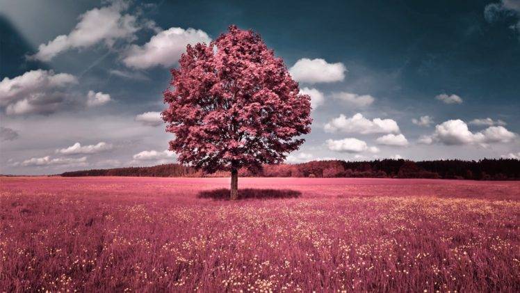 selective coloring, Trees, Grass, Sky, Clouds HD Wallpaper Desktop Background