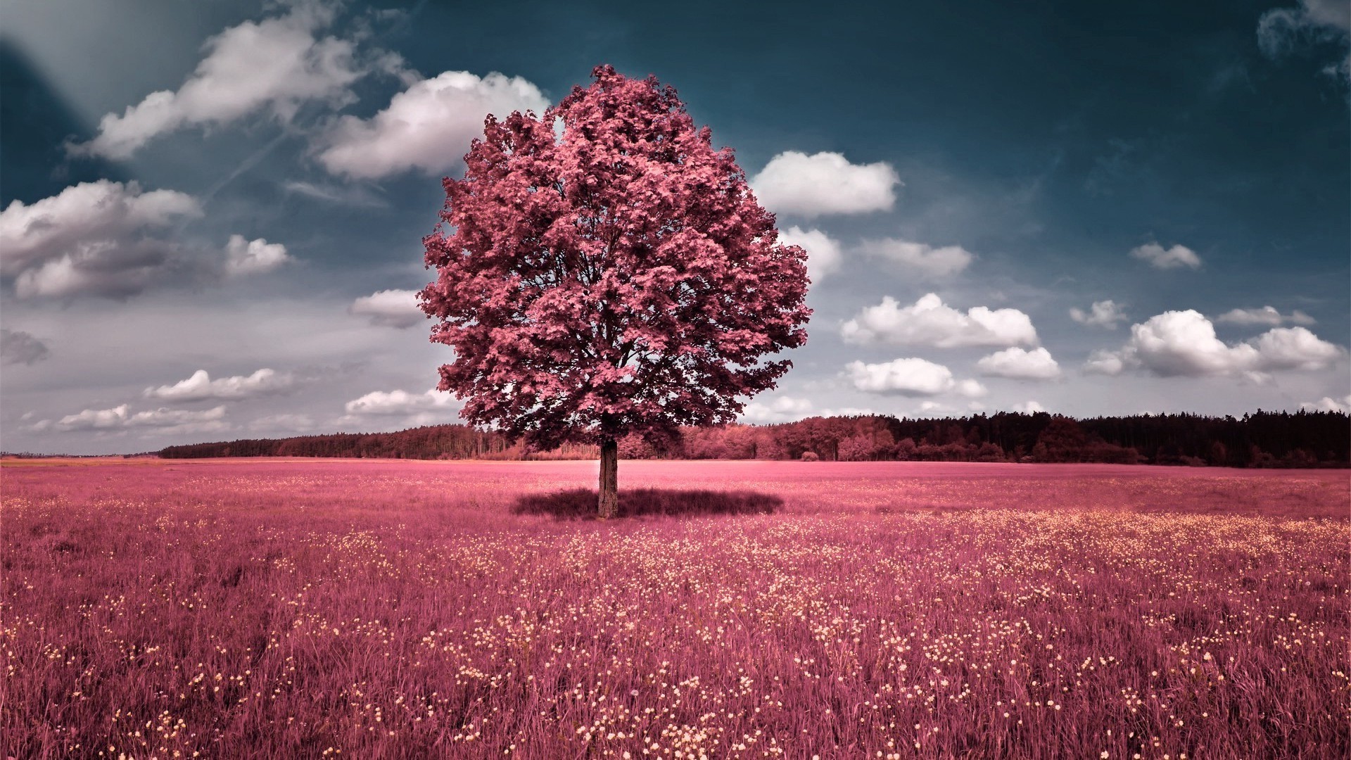 selective coloring, Trees, Grass, Sky, Clouds Wallpaper