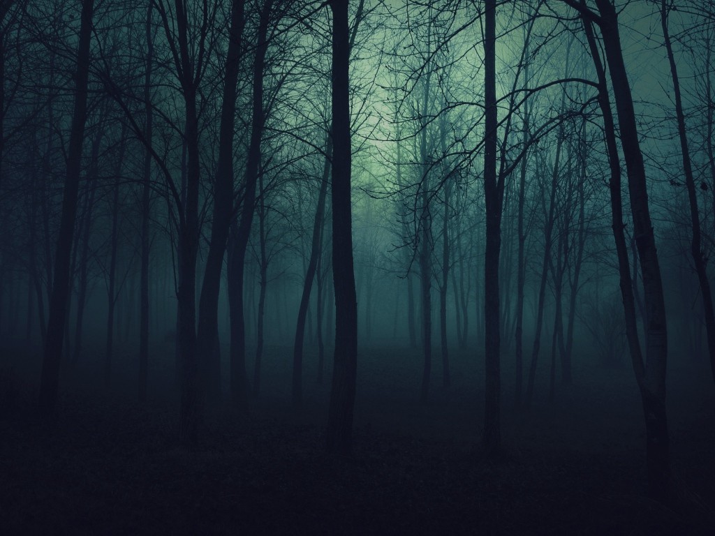 forest, Forest clearing Wallpaper