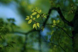 nature, Leaves, Depth of field