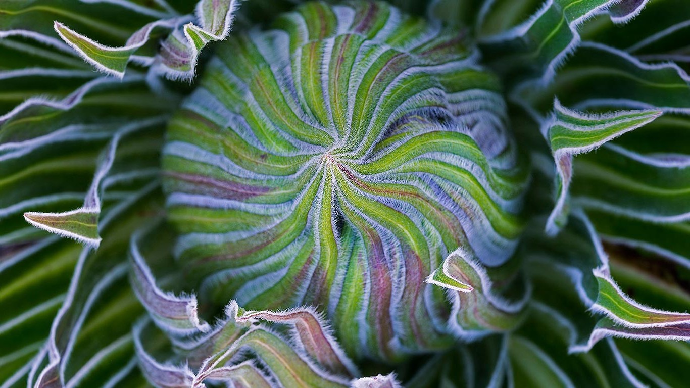 macro, Plants Wallpaper