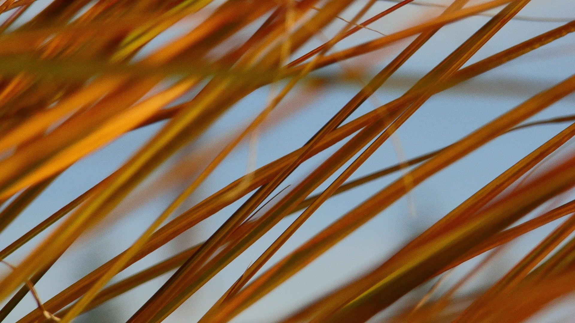 macro, Grass, Fall Wallpaper