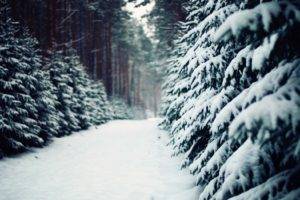 winter, Snow, Trees, Forest