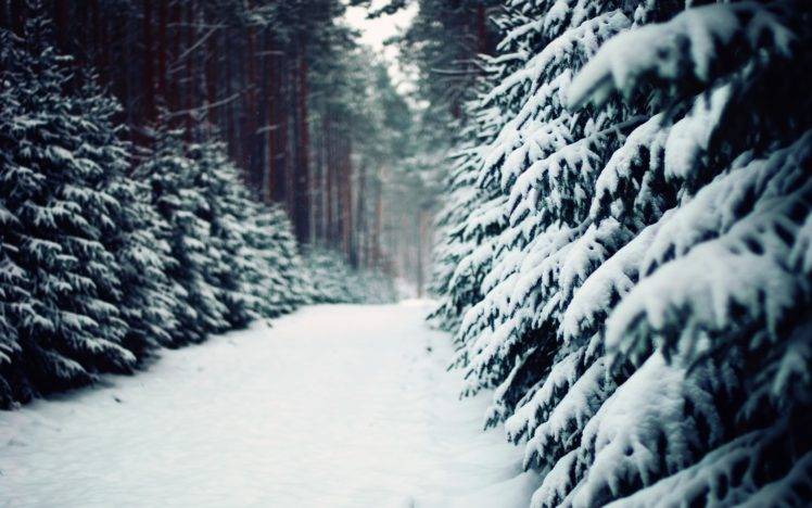winter, Snow, Trees, Forest HD Wallpaper Desktop Background