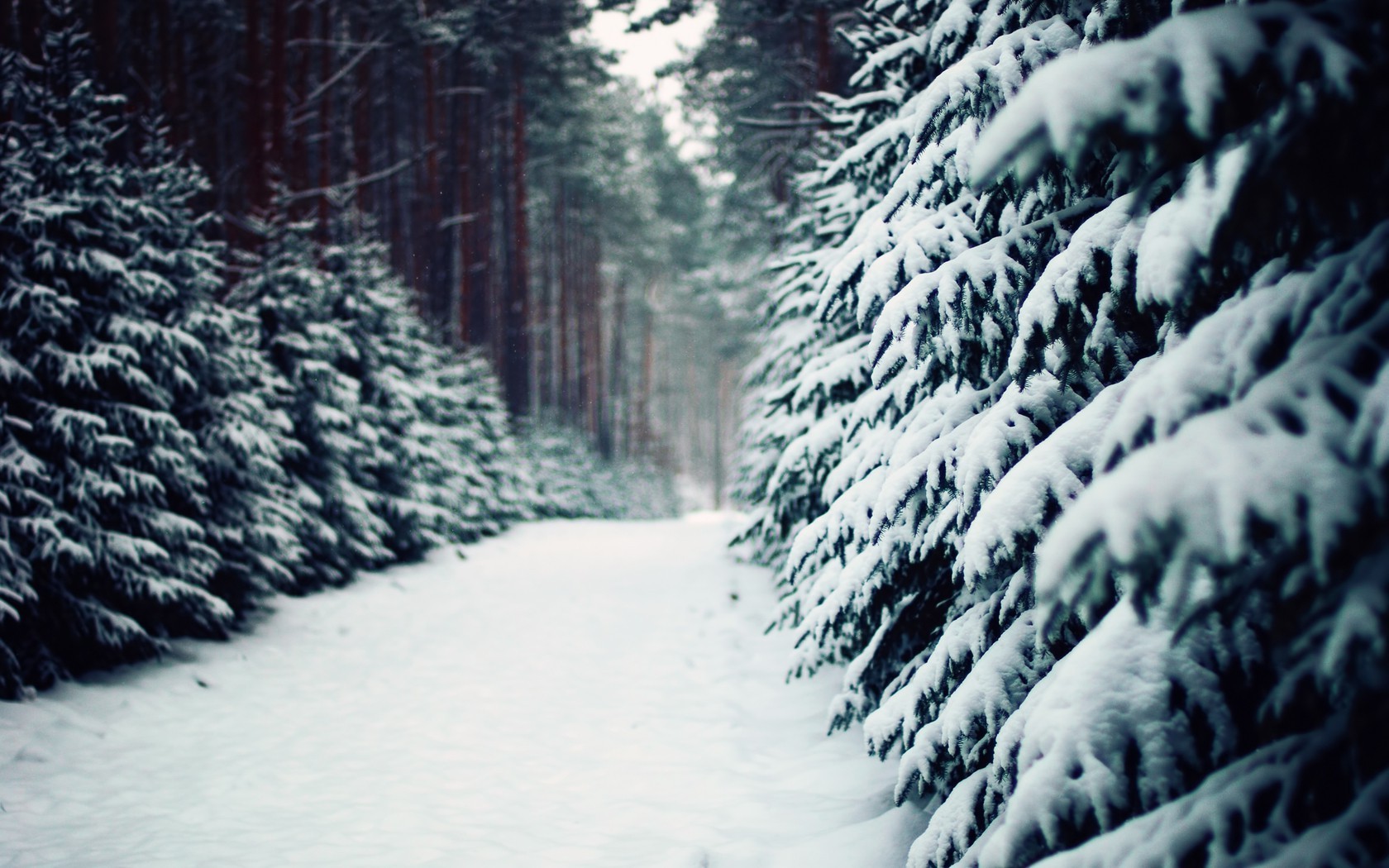 winter, Snow, Trees, Forest Wallpaper