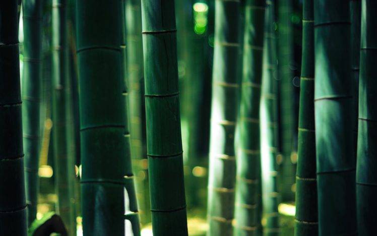 bamboo, Wood, Bokeh, Forest, Gold, Lights HD Wallpaper Desktop Background