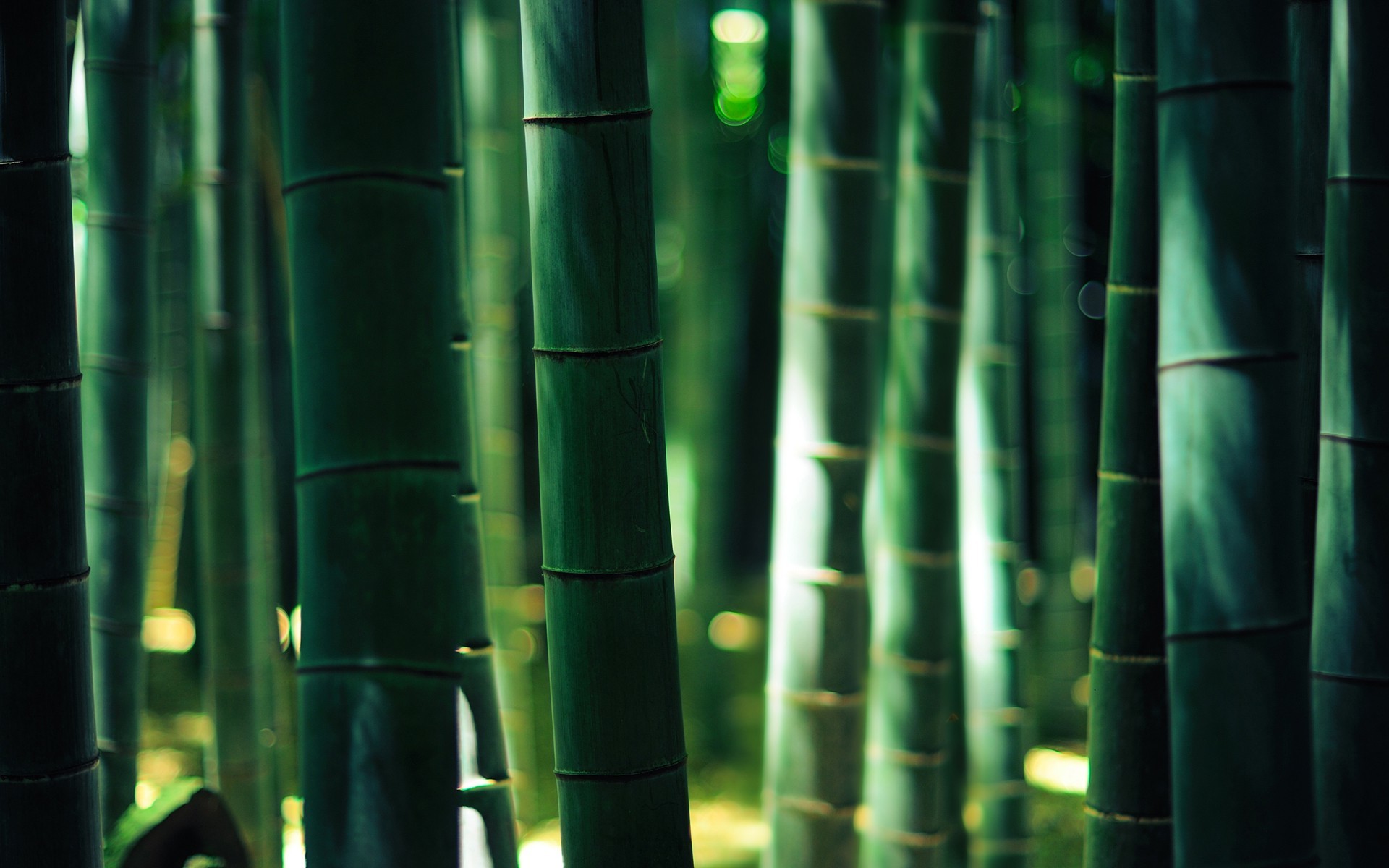 bamboo, Wood, Bokeh, Forest, Gold, Lights Wallpapers HD / Desktop and Mobile  Backgrounds