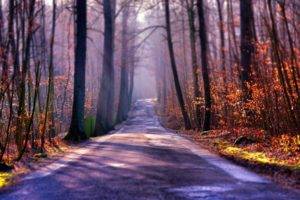 forest, Road, Trees, Sunrise