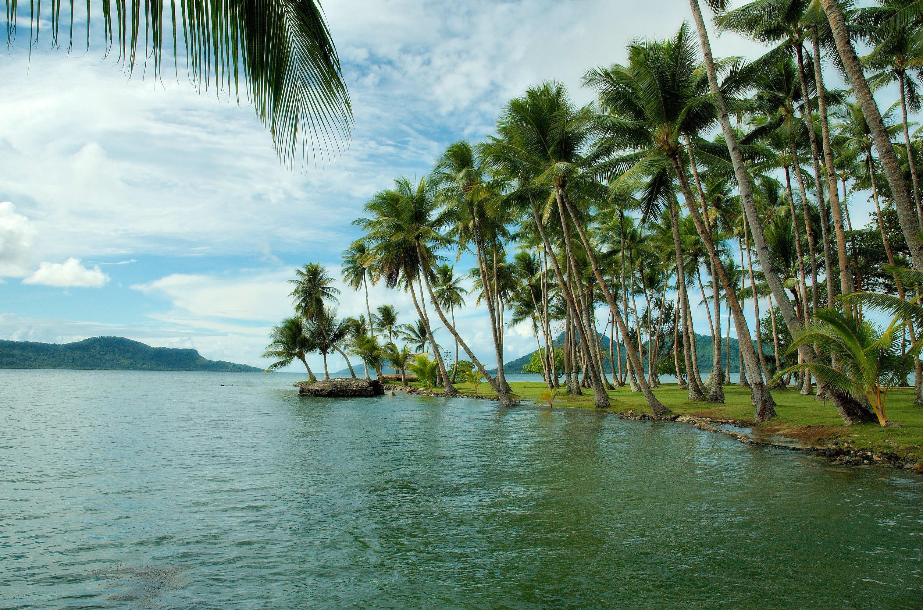 coast, Palm trees, Island Wallpaper