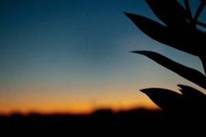 sunset, Silhouette, Leaves
