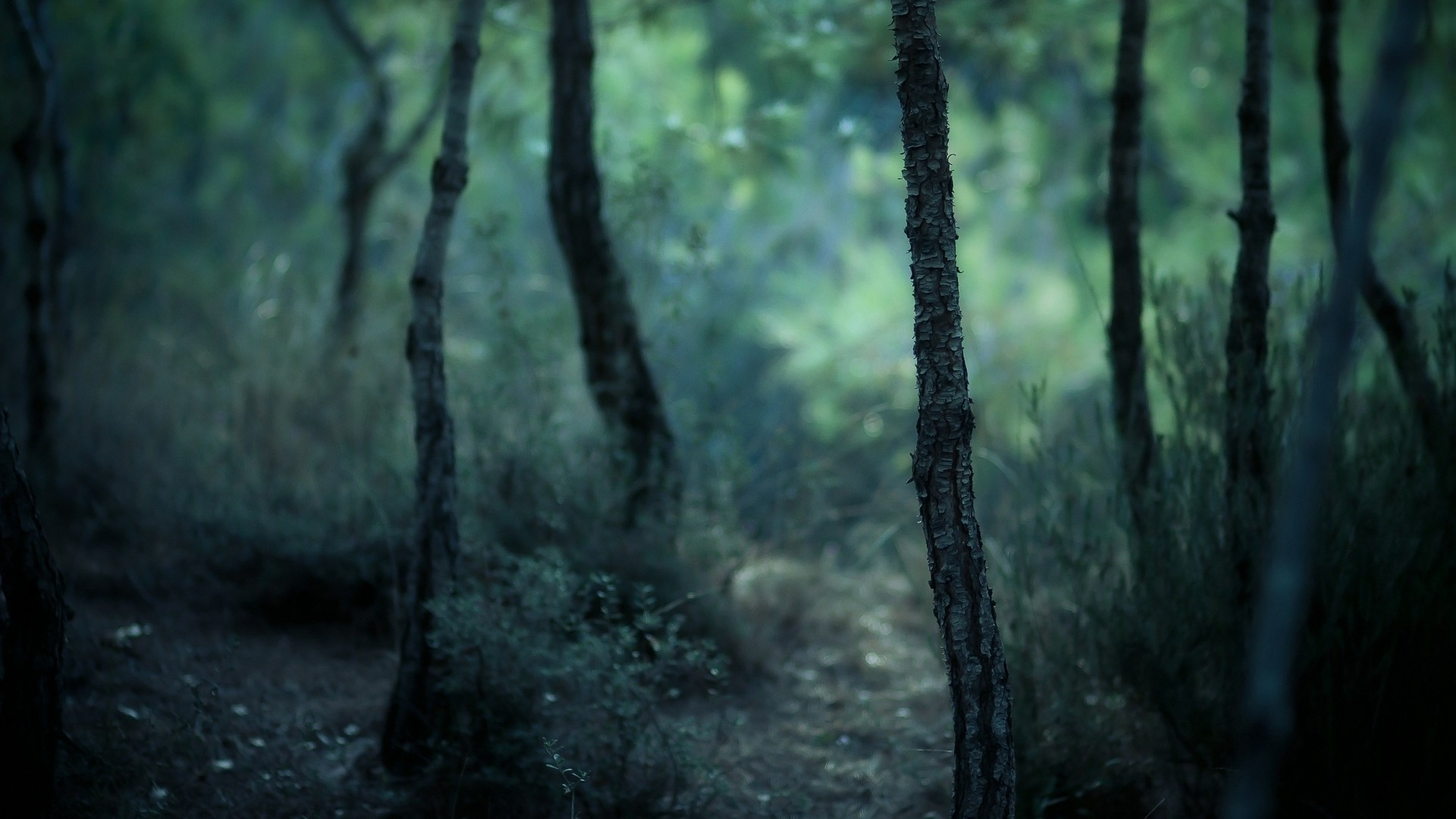 path, Forest, Trees Wallpaper