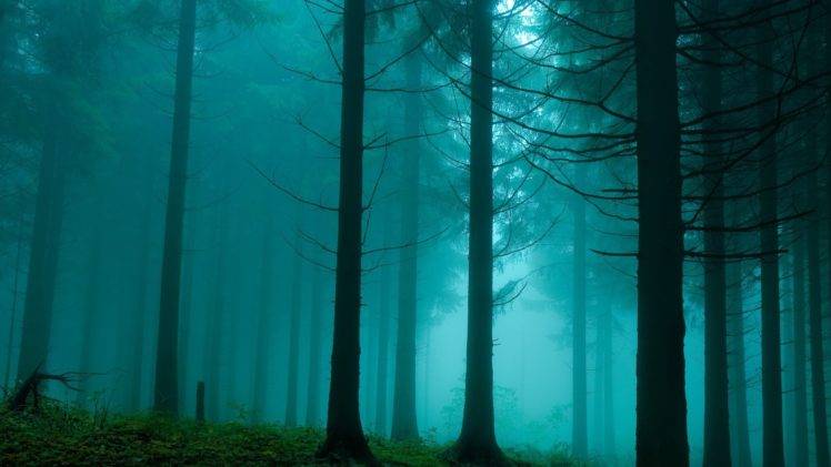 forest, Trees, Mist HD Wallpaper Desktop Background