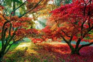 trees, Forest, Sun rays, Fall, Leaves, Red leaves, Path