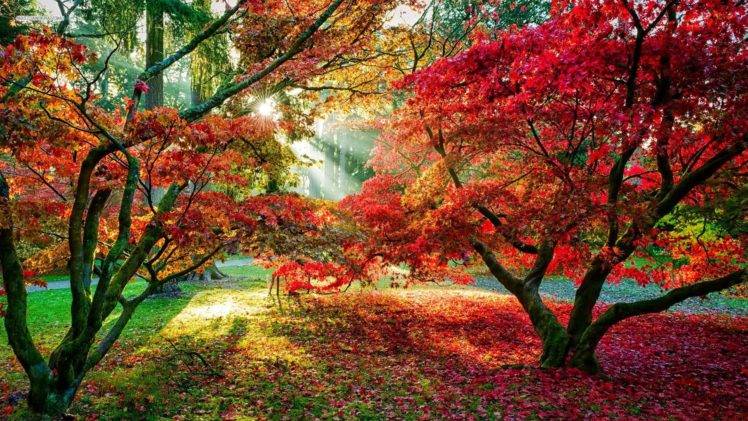 trees, Forest, Sun rays, Fall, Leaves, Red leaves, Path HD Wallpaper Desktop Background