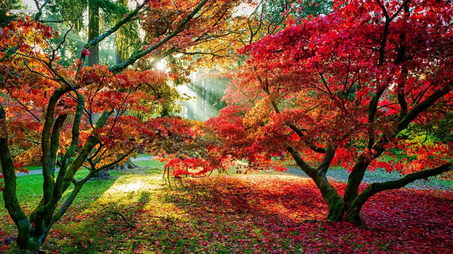 trees, Forest, Sun rays, Fall, Leaves, Red leaves, Path Wallpaper
