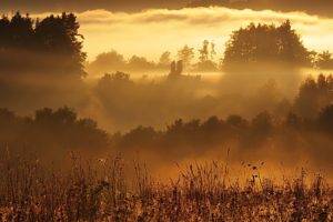 sunlight, Mist, Forest