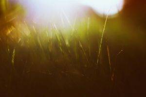 grass, Green, Sun rays, Macro