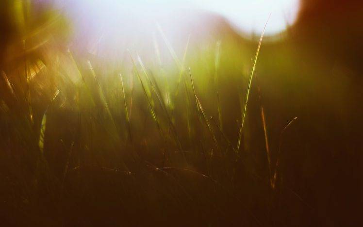 grass, Green, Sun rays, Macro HD Wallpaper Desktop Background