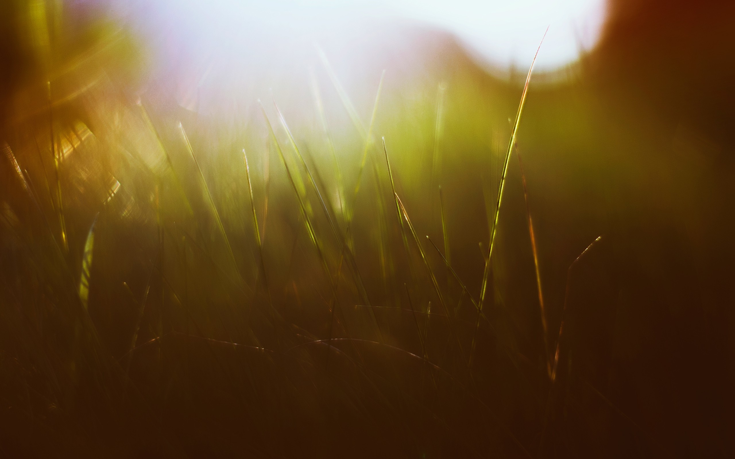 grass, Green, Sun rays, Macro Wallpaper
